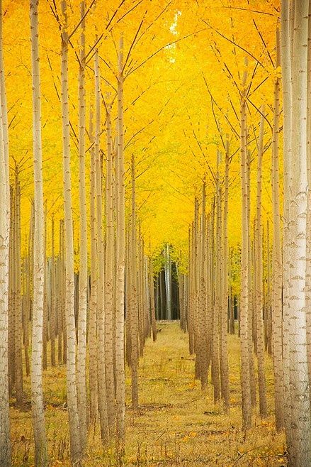 25 Photos of Nature That will not Leave you Indifferent - Aspen Cathedral, Vail, Colorado