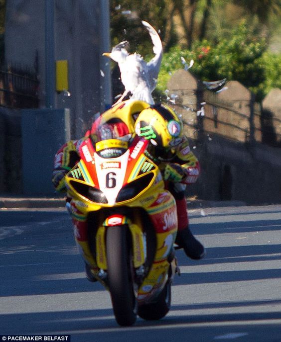 A low-flying sea gull collides with John Hutchinson's Swan Yamaha Superbike as he hurtles down a straight at the Isle of Man TT motorcycle meet