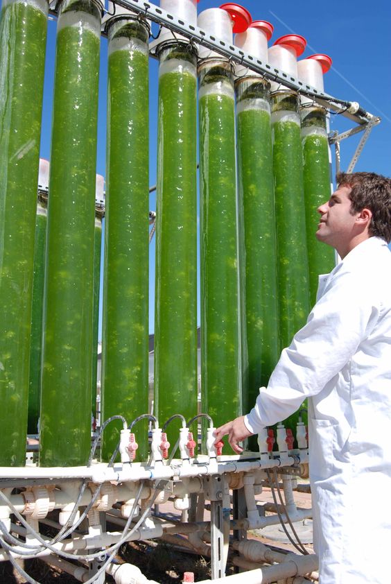 Algae can be grown and turned into biofuel - an ethanol that can power homes and cars.