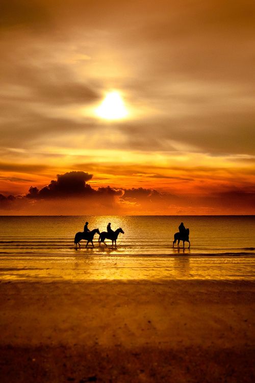 Amazing natural colours: #horses on the beach at sunset