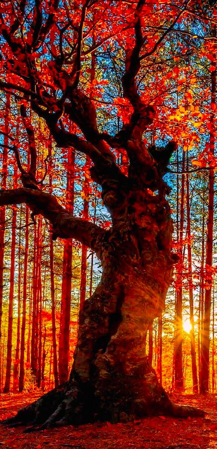 Autumn forest near the Belintash Rock landmark in the Rhodope Mountains of Bulgaria Evgeni Dinev Photography