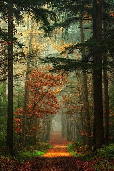 Autumn, The Netherlands