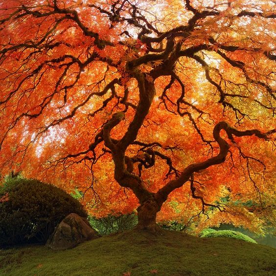 Autumn Zen - Fall Japanese Maple 16 x 16 Fine Art Photo - Archival Print
