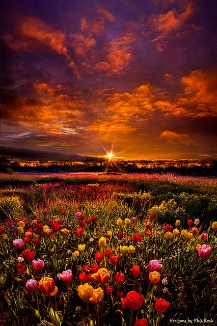 ~~Bear Witness to the Light | Tulip sunrise, Wisconsin by Phil Koch~~