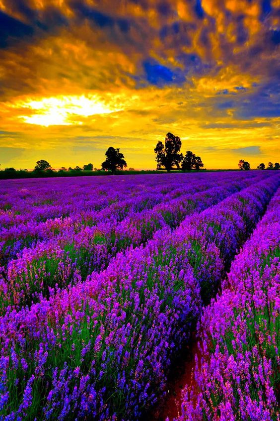 Beautiful field of Lavender at sunset.  Go to  or just click on photo for home videos and much more on sites like this.