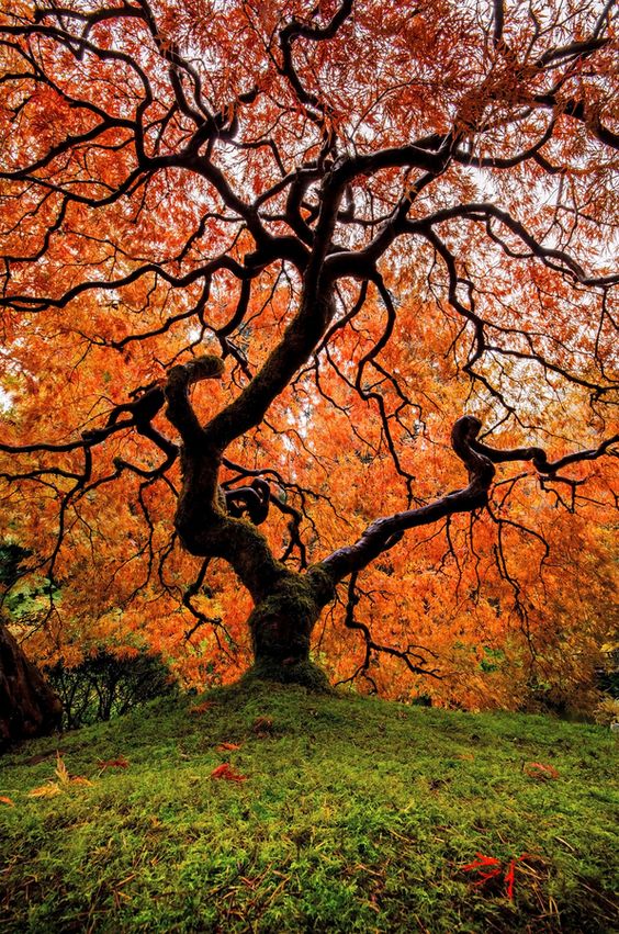 Beautiful Japanese maple shows its red color of the leaves in Autumn, Portland Japanese Garden, Oregon, United States