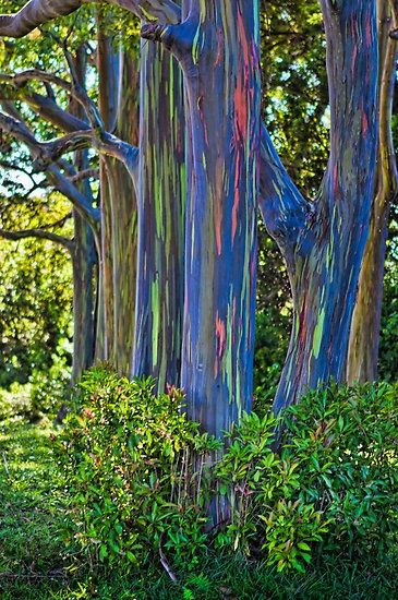 Beautiful Rainbow Eucalyptus Tree. Saw these in Maui and thought they were painted this way, we later found that its just one of the amazing natural wonders Hawaii has to offer.