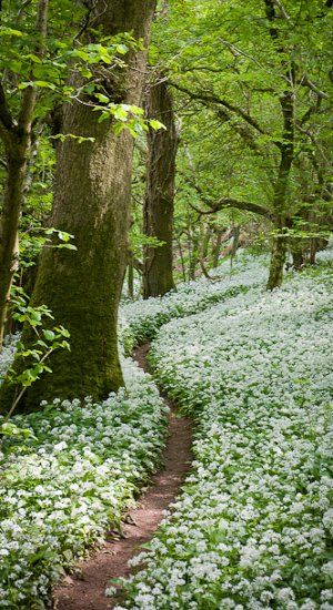 ♕ beautiful woodland path