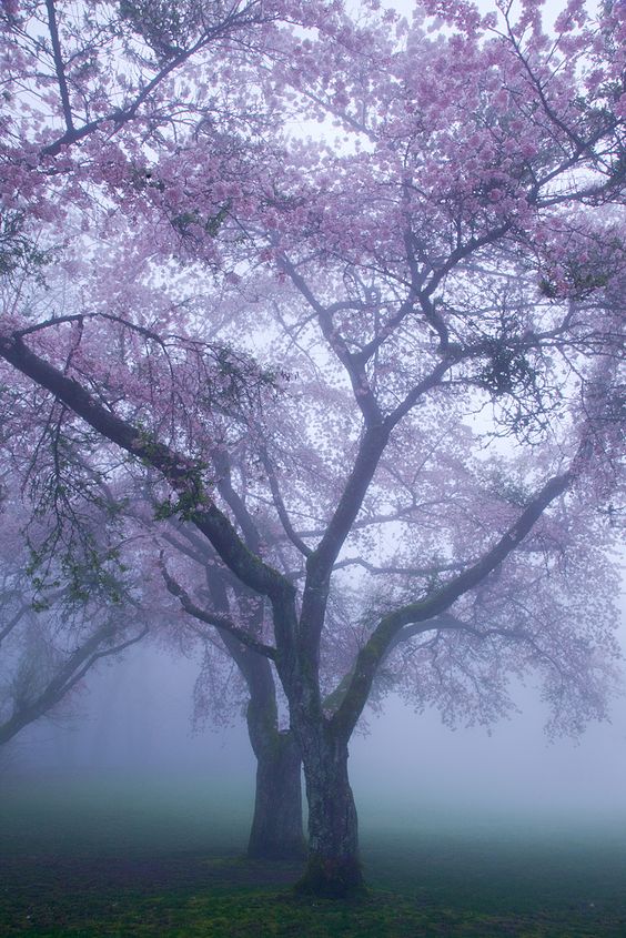 Blossoms in the mist / Vancouver, Canada