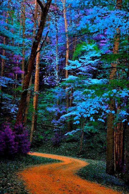 blue trees path Great Smoky Mountains National Park, Tennessee MORE BEAUTIFUL SWaG