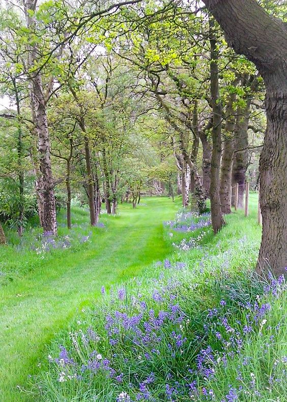 Bluebell avenue, Cheshire, England by MJ-Photographics