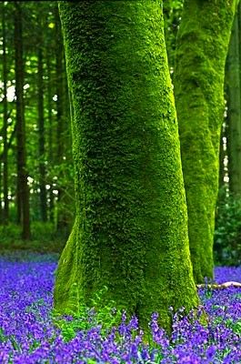 Bluebell Wood - ©Andy Small -