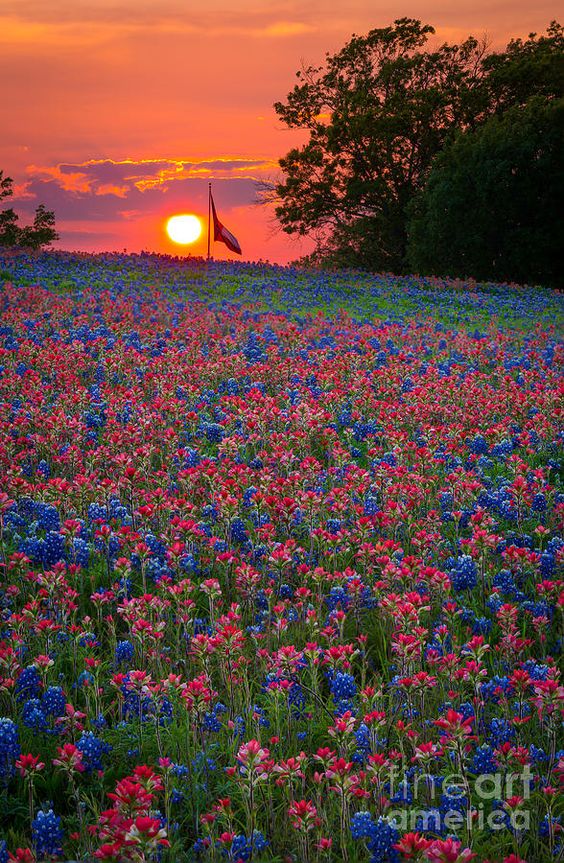 Bluebonnets sunset - Ennis, Texas (by Inge Johnsson)