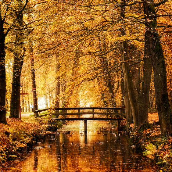 Bridge over water in Autumn / Fall  Reminds me of Anne of Green Gables