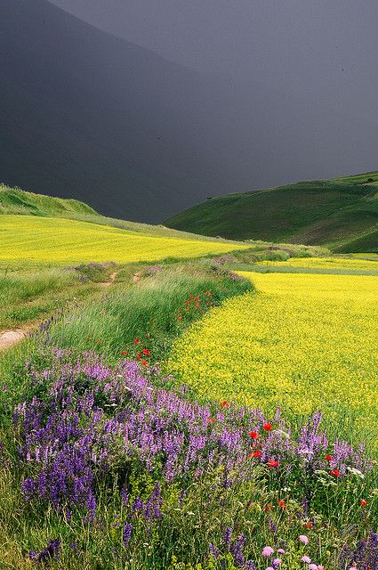 Castelluccio, Umbria, Italy. The colors are absolutely amazing. The dark sky over the field.