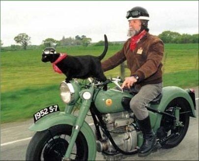 Cats Riding Motorcycles