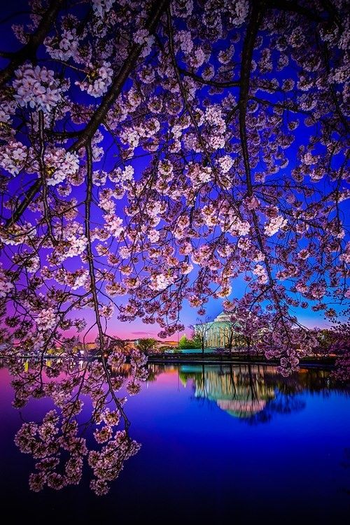 Cherry Blossom Dawn, Washington   photo via robin