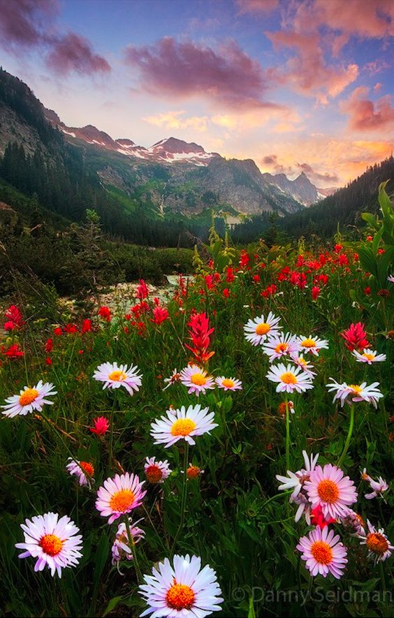 Daisy sunset at Alpine Lakes Wilderness in the Cascade Mountains of Washington • photo: Danny Seidman on 500px