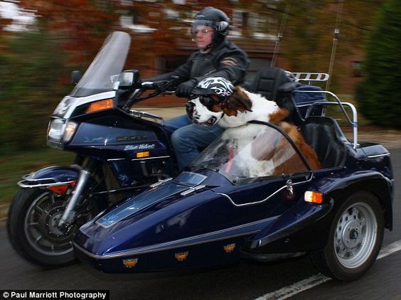 Dog owning it in a sidecar