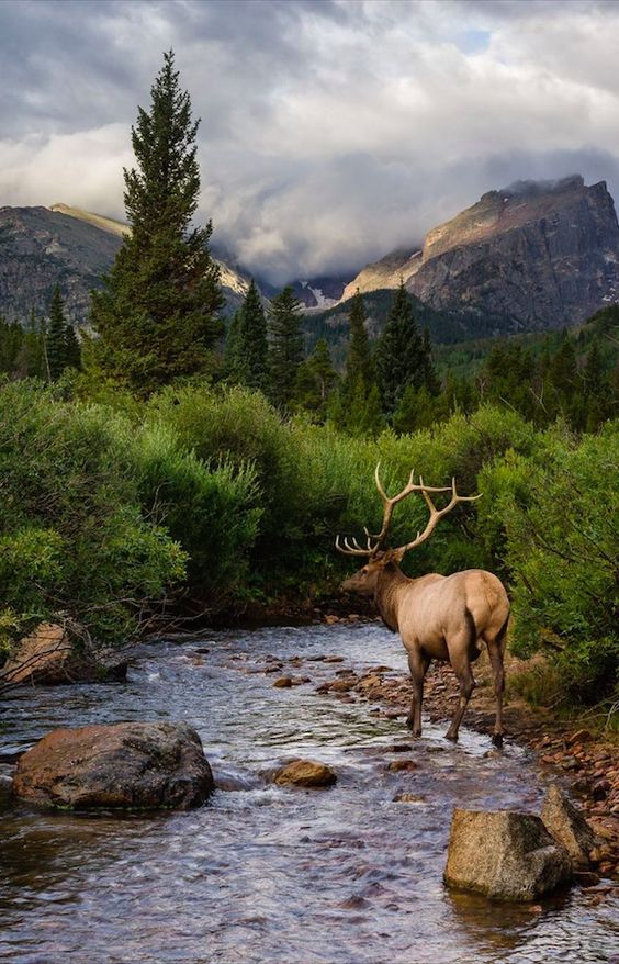 Elk at Rocky Mountain National Park in Colorado • photo: Andrew Young on 500px
