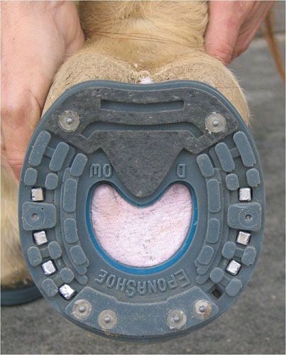 Eponashoe, the next best option for horses in situations where they need protection of the hoof or for certain rehabilitation 