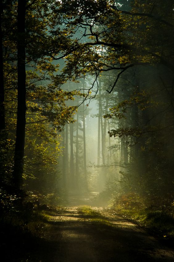 ethereal-vistas: “Mysterious forest by Robert Tarczyński ”