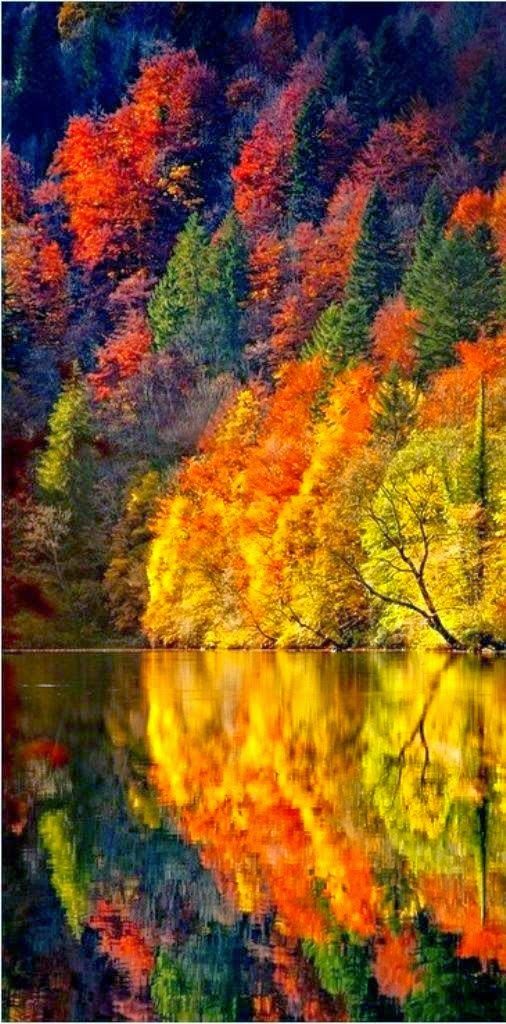 Fire in the Woods ~ an Autumn reflection