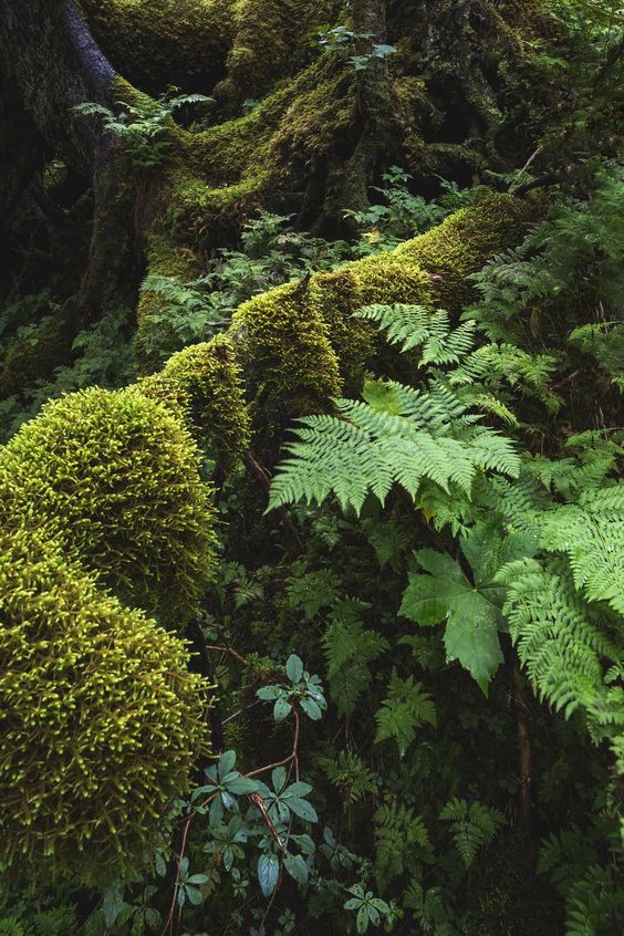 Forest Study Diverse textures and shades of green in a moss-laden forest near Portage Glacier, Alaska