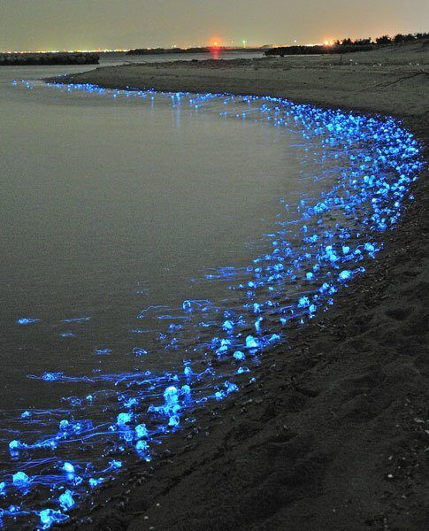 Glowing Squids in Japan, one of nature’s miracles