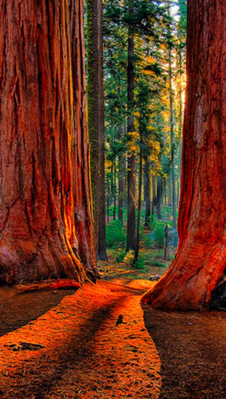 Grant Grove of giant sequoias at Kings Canyon National Park in the southern Sierra Nevada mountains of California • photo: Larry Gerbrandt on Flickr