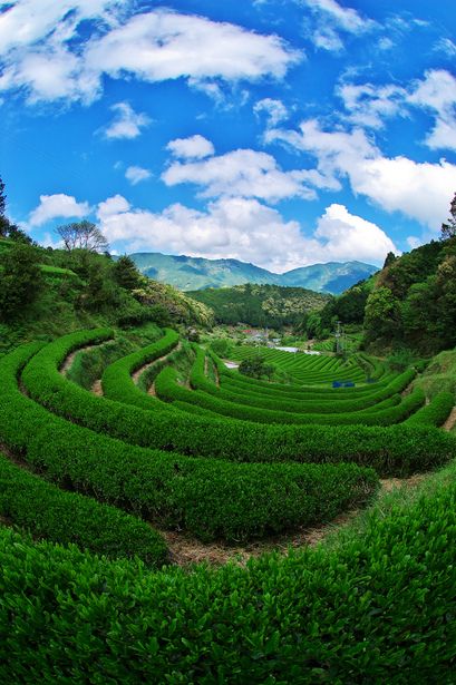 Green tea plantation in Japan