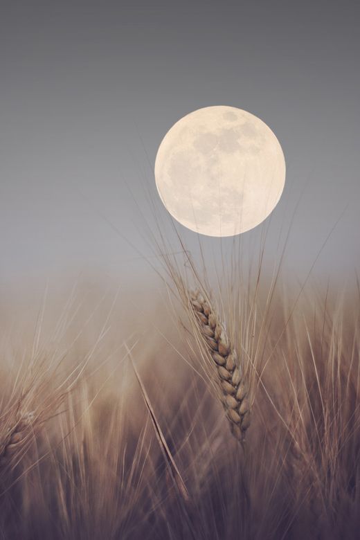 Harvest Moon,♥  | Wild About Birds Nature Center in Layton, Utah sells everything to do with your #BackyardBirds and also offer tours on the Deseret Ranch, which is home to over 100 species of #birds!  For more information, go to  or call 801-779-BIRD.