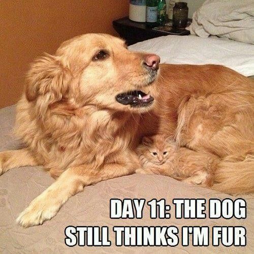 Hilarious cat memes | Funny Animals with Captions