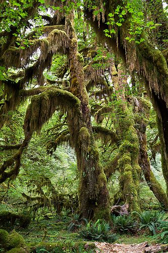 Hoh Rainforest, Olympic National Park, Washington.
