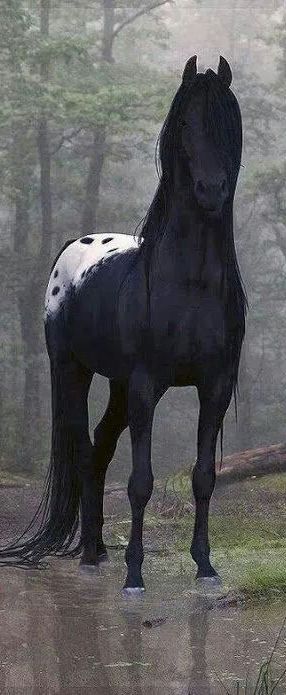 HORSE: breathtaking, haunting black Apaloosa  in the forest.
