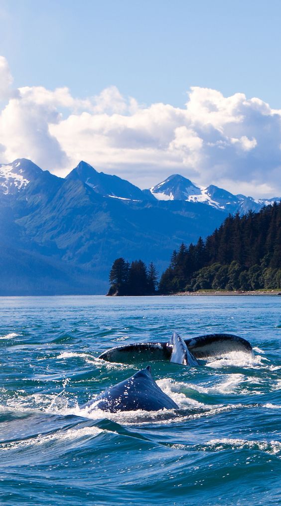 Humpback Whales in Alaska