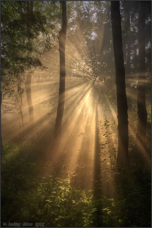 I really love the lighting in this photo as it gives a lovely almost vintage glow to the image making the forest look like a warm natural welcoming place.