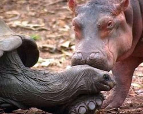 In 2004 a tsunami swept a family of hippos in Africa out to sea, leaving a baby hippo stranded on a reef. A volunteer managed to rugby tackle the animal to rescue him and the baby was named Owen in his honor. Owen, however, was frightened and confused, so when he was released in an animal sanctuary, he ran to a 130-year-old tortoise named Mzee and cowered behind him. Mzee eventually came out of his shell and grew to love his new friend, and the two became inseparable.