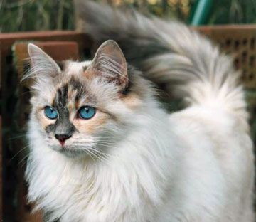I've heard that these cats (Siberians) don't bother people with allergies (my boyfriend). Possibility?? ♥