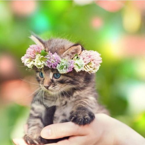 kitten with a halo