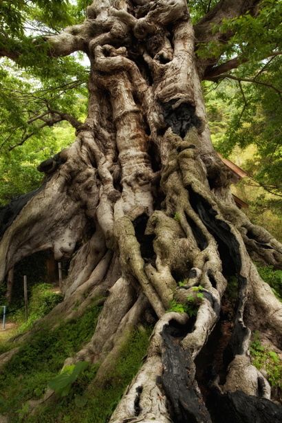 Kyoju of the Gods. ancient tree in Japan
