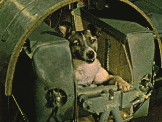Laika The first being to travel to outer space was a female part-Samoyed terrier originally named Kudryavka (Little Curly) but later renamed Laika (Barker). She weighed about 6 kg. The pressurized cabin on Sputnik 2 allowed enough room for her to lie down or stand and was padded. An air regeneration system provided oxygen; food and water were dispensed in a gelatinized form. Laika was fitted with a harness, a bag to collect waste, and electrodes to monitor vital signs.