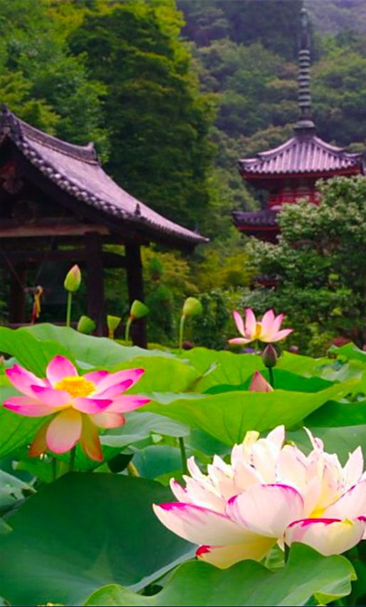 Lotus flowers at Mimuroto-ji Temple in Kyoto, Japan • photo: via Abdoulhamide Mohamadmalik on Flickr