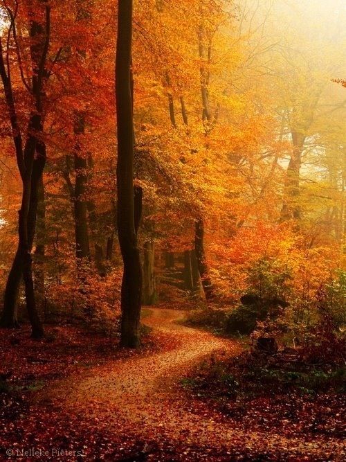 love walking on my little paths through the autumn woods