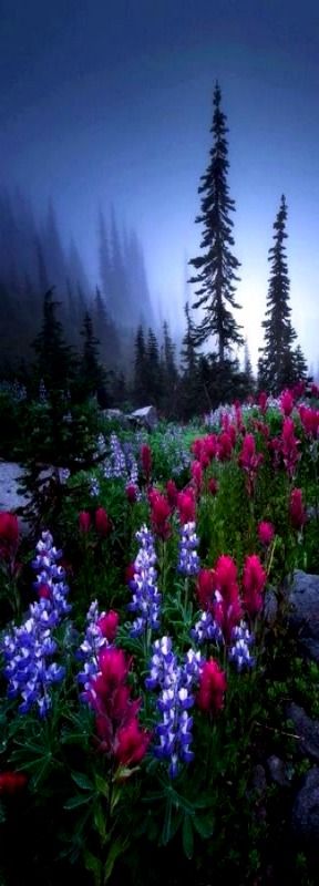 Lupines and Indian Paintbrush, Mt. Rainier National Park, Washington
