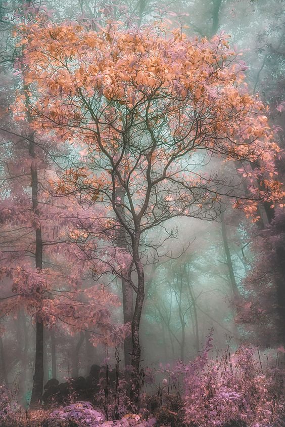 “Magical Forest