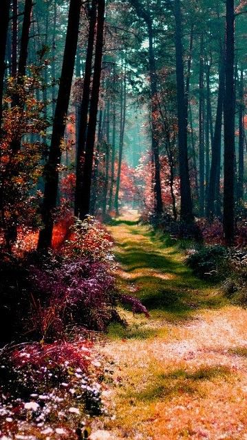 Magical forest in Poland • orig. source not found