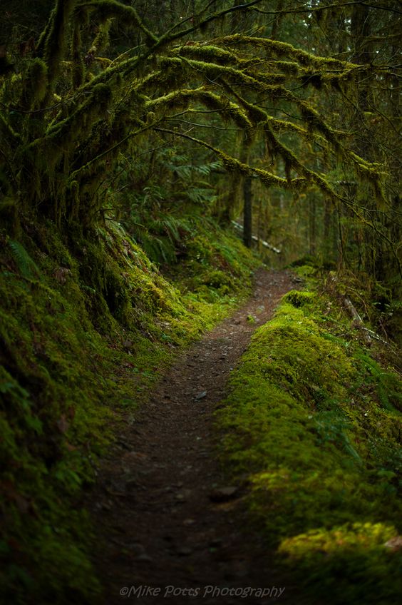 Magical trails wind through the temperate rainforests East of Cottage Grove, Oregon by ~Mike Potts Photography~