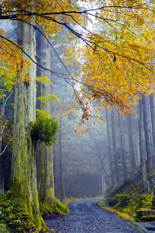 Misty Path, Japan photo via forest