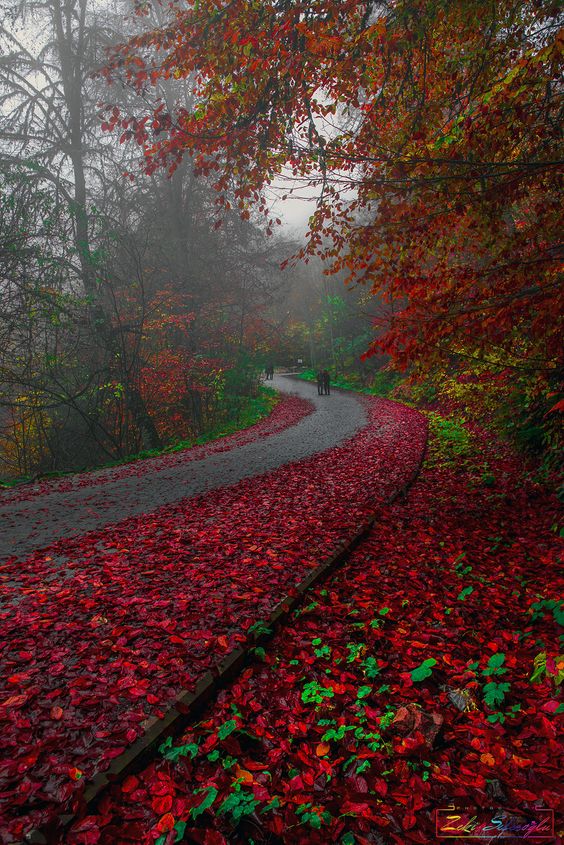 ~~Mon monde rouge | red autumn road, Bolu, Turkey | by Zeki Seferoglu~~